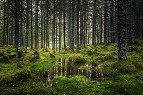 Boreal Forest Ecosystem: Explore Its Climate, Wildlife, And Critical Role » Let's Talk Geography