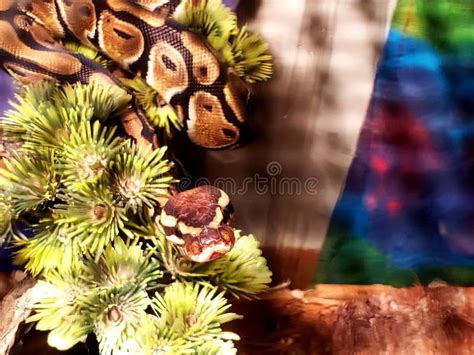 Image result for Pet Snake Ball Python