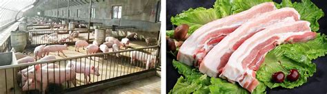 莱芜黑猪雪花猪肉 重新定义高端猪肉价值 - 爱企查