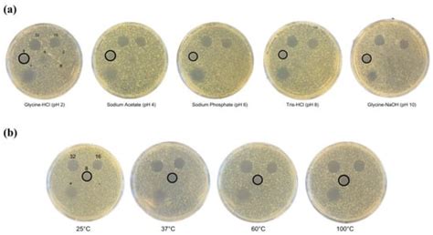 Characterization of the Novel Leaderless Bacteriocin, Bawcin, from ...