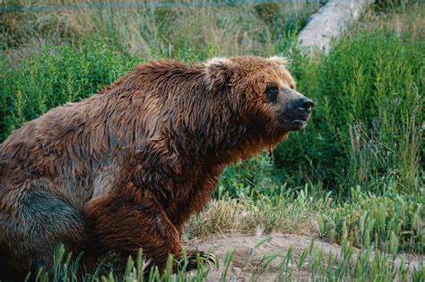 The Science Behind a Bear’s Hibernation Cycle