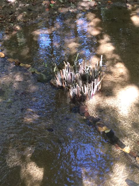 Primitive Spring Trap 的图像结果