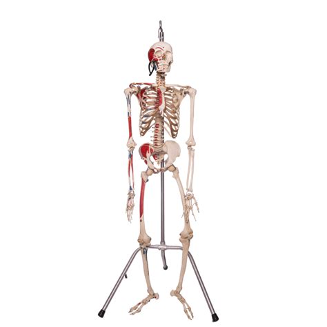 Real Human Articulated Skeleton For Sale — Skulls Unlimited ...