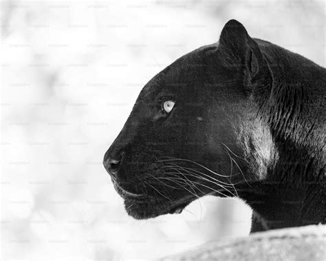 A black and white photo of a black panther photo – Animal Image on Unsplash