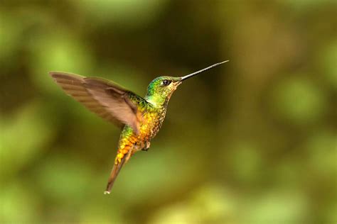 Hummingbird In Flight