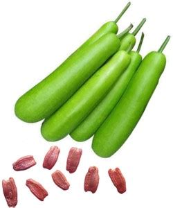 KANAYA Bottle Gourd ( Lauki/ Lau/Clabash) Seeds Seed Price in India ...