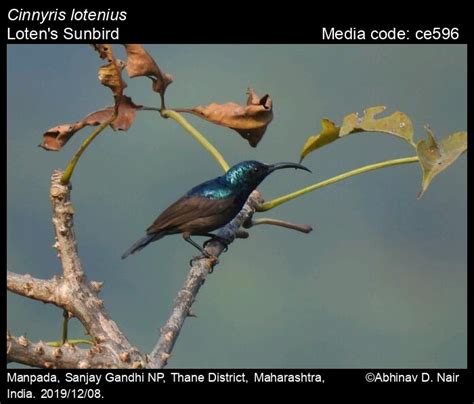 Cinnyris lotenius (Linnaeus, 1766) - Loten's Sunbird | Birds