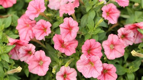 10 Beautiful Types of Pink Flowers (#5 Is Simply Stunning)