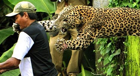 Wild Animals Eating Humans 的图像结果