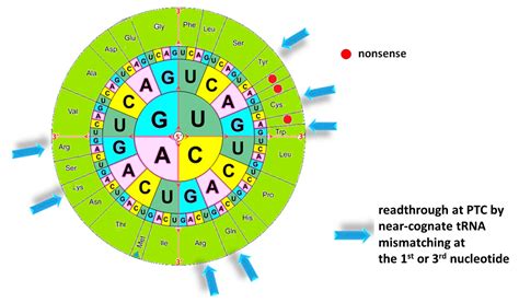 Targeting Nonsense: Optimization of 1,2,4-Oxadiazole TRIDs to Rescue ...