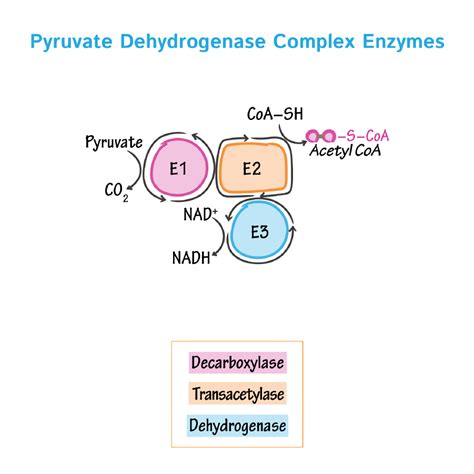 Image result for Genetic Inheritance of Pyruvate Dehydrogenase Complex