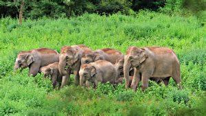 India's first elephant death audit framework introduced by Tamil Nadu