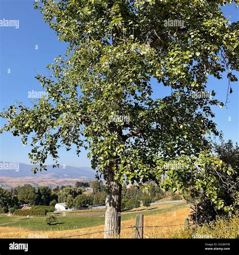black cottonwood (Populus trichocarpa Stock Photo - Alamy