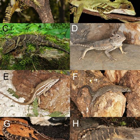 Image result for Lizard CPR