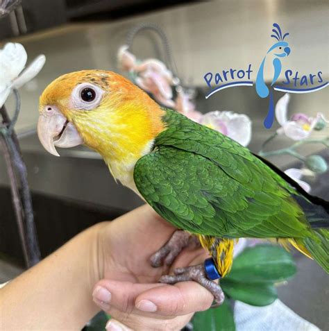 Baby White Bellied Caique Available at Parrot Stars!