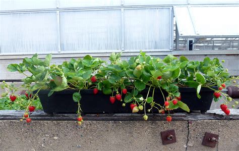 Tips for Growing Strawberries in Containers - CommonGround Minnesota ...