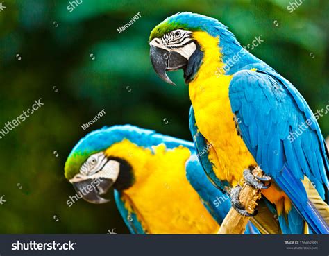 Couple Blue Macaw Parrots On Rainforest Stock Photo 156462389 ...