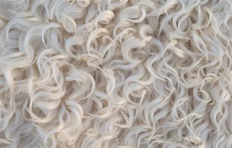 Download wallpaper white, background, animal, curls, light, texture ...