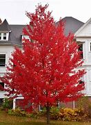 Image result for Sun Valley Red Maple Tree