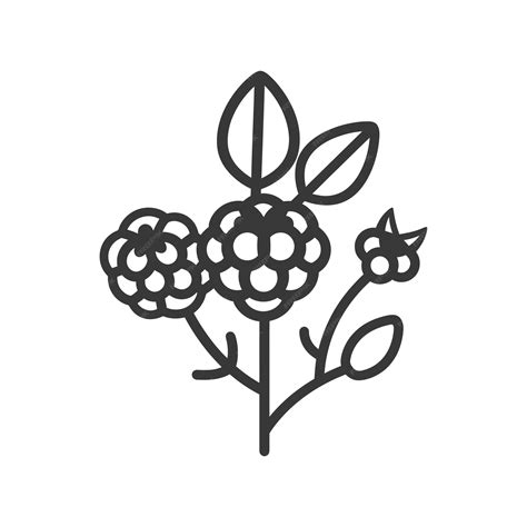 Image result for Raspberry Branch Line Drawing