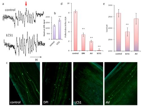 The Balance between Different ROS on Tobacco Stigma during Flowering ...