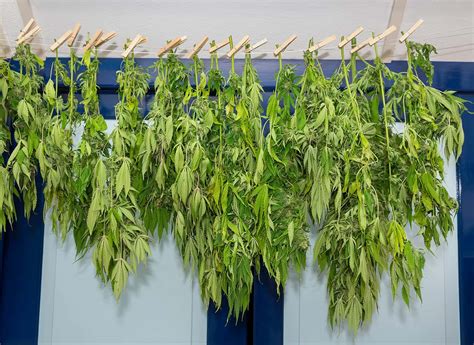 Image result for Marijuana Drying Methods
