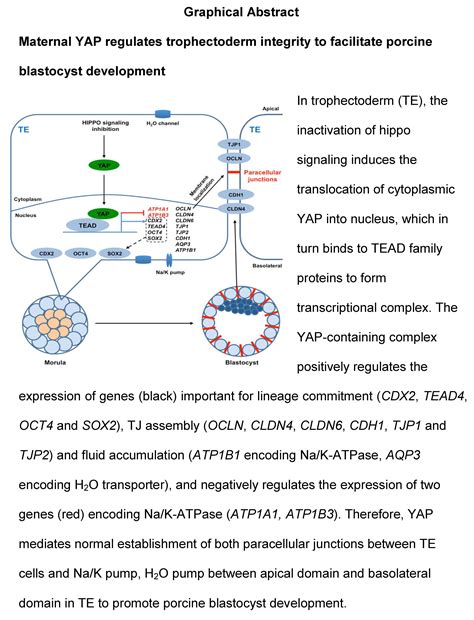 Maternal Yes-Associated Protein Participates in Porcine Blastocyst ...