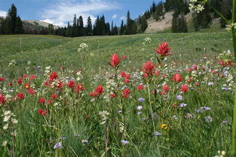 Wildflowers Of Western Montana | Best Flower Site
