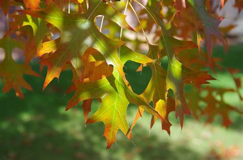 How to Manage and Identify Pin Oak
