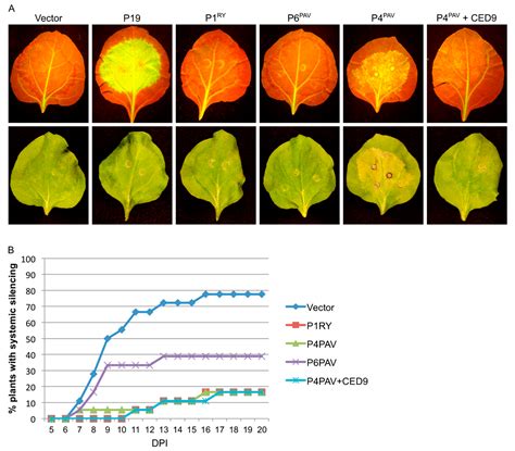 The Luteovirus P4 Movement Protein Is a Suppressor of Systemic RNA ...
