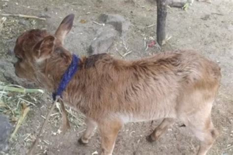 Once On The Brink Of Extinction, Punganur Dwarf, An Indigenous Cow Is ...