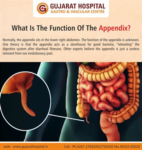 Appendix Function In Digestive System