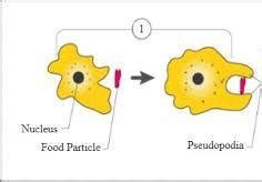 what is ingestion in Amoeba - Brainly.in