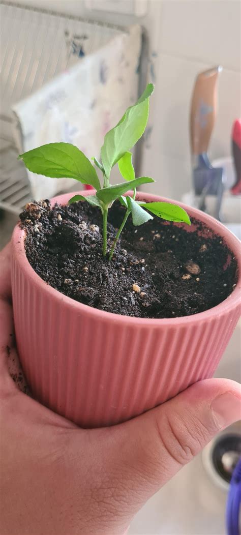 Lemon Plant Seedling