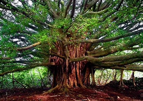 Creative Farmer Tree Seeds Banyan Bonsai Suitable Tree - Indian ...