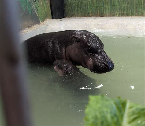 Metro Richmond Zoo Poppy Pygmy Hippo Experience: View gallery, video