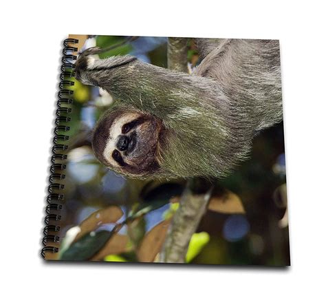 Image result for How to Draw a Three Toed Sloth