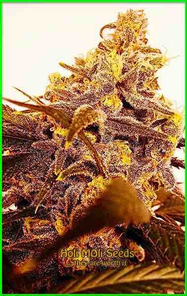 Image result for Alien OG Seeds
