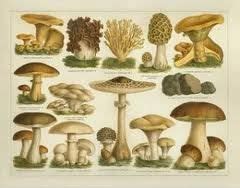 Mantar ve Sağlık için Faydaları