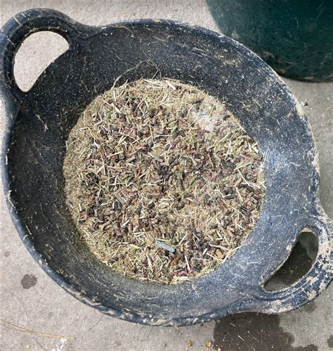 Can Horses Eat Meat? | Strathorn Farm Stables