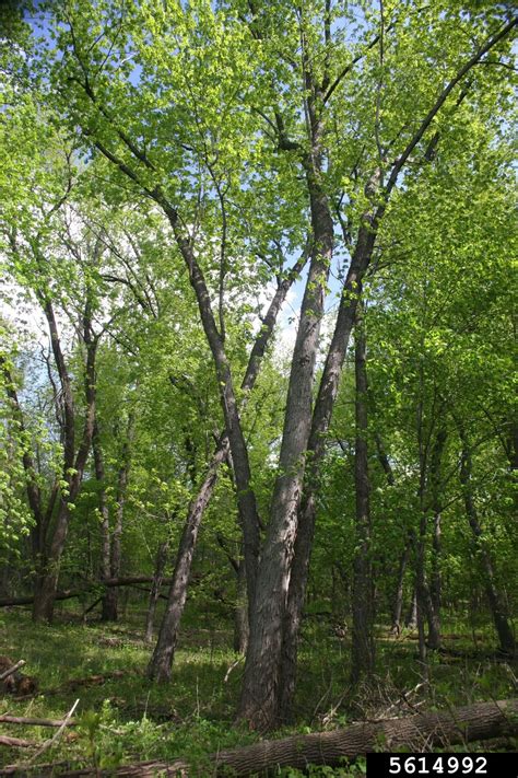 silver maple (Acer saccharinum L.)