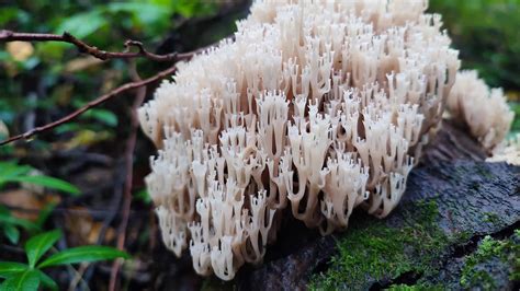 10 Mushrooms that Look Like Coral - A-Z Animals