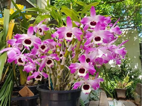 Orchid Plants Supplier from Kalimpong