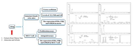Estrogenic Effects of the Extracts from the Chinese Yam (Dioscorea ...