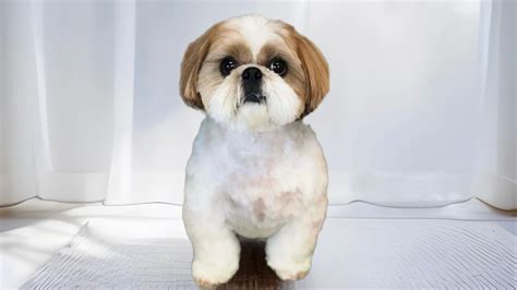 Asian Fusion Dog Grooming Shih Tzu Online Cheap | www.pinnaxis.com