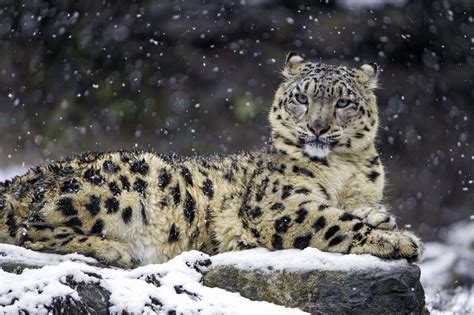 [100+] Snow Leopard Wallpapers | Wallpapers.com