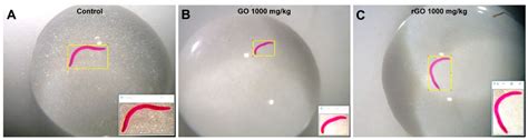 Graphene-Based Nanomaterials in Soil: Ecotoxicity Assessment Using ...