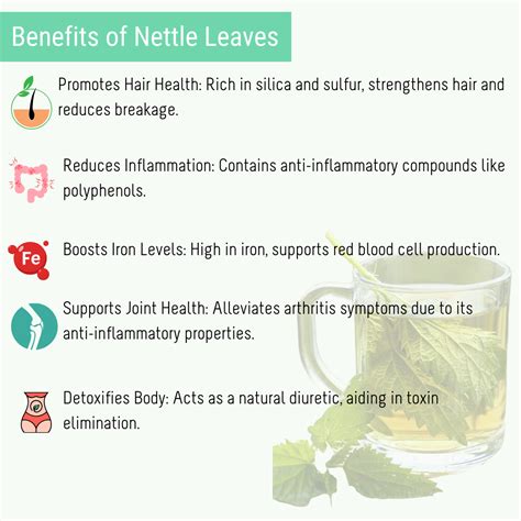 Nettle Leaves, 75 gms – OhCha.in
