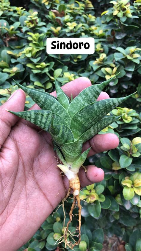 Sansevieria Combo #08 of four plants – Fermosa plants