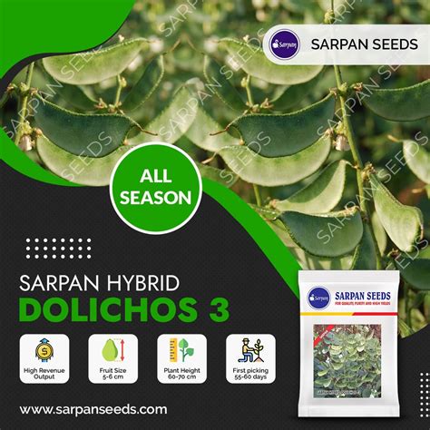 Sarpan All season Dolichos-3 – Sarpan Seeds